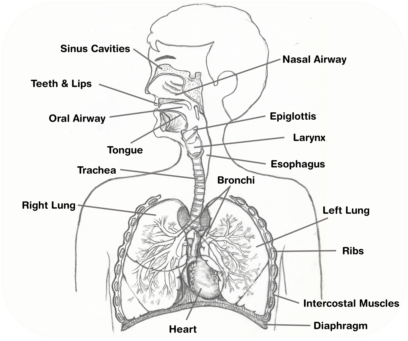 Airway Anatomy a drawing of the airway anatomy