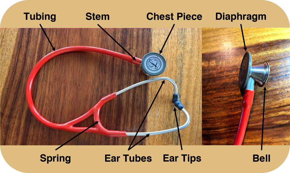 Parts of a Stethoscope picture showing the parts of a stethoscope